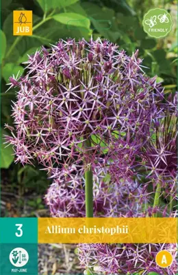 Allium christophii 3 allium bollen - afbeelding 1