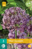 Allium christophii 3 allium bollen - afbeelding 1