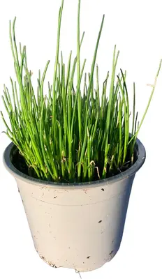 Allium fistulosum (Grove bieslook) - afbeelding 1