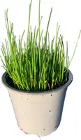 Allium fistulosum (Grove bieslook) - afbeelding 1