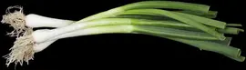 Allium fistulosum (Grove bieslook) - afbeelding 2