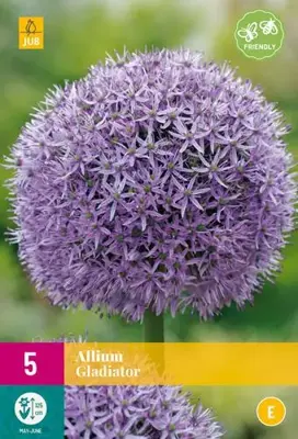 Allium Gladiator 5 allium bollen - afbeelding 2