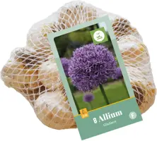 Allium gladiator 8st - afbeelding 3