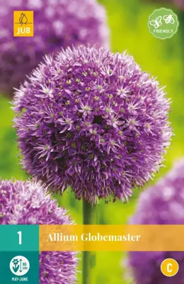 Allium Globemaster 1 allium bollen - afbeelding 1