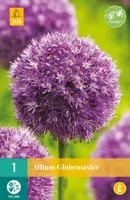 Allium Globemaster 1 allium bollen - afbeelding 1
