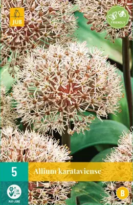 Allium karataviense 5 allium bollen - afbeelding 1