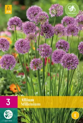 Allium millenium 3 stuks - afbeelding 1