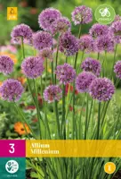 Allium millenium 3 stuks - afbeelding 1