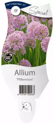Allium millennium (Sierui) - afbeelding 1