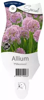 Allium millennium (Sierui) kopen?