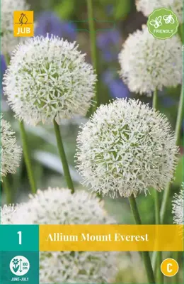 Allium Mount Everest 1 allium bollen - afbeelding 1