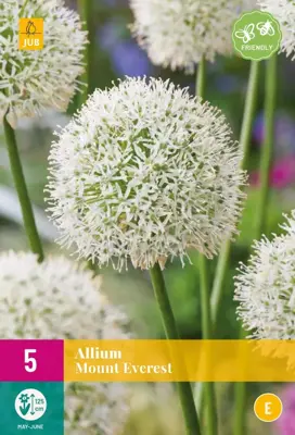 Allium Mount Everest 3 allium bollen - afbeelding 1