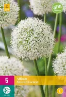 Allium Mount Everest 3 allium bollen - afbeelding 1