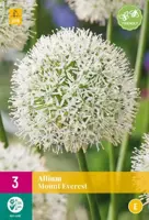 Allium Mount Everest 3 allium bollen - afbeelding 2