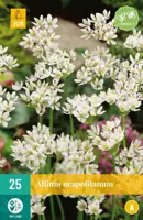 Allium neapolitanum 25 allium bollen - afbeelding 1