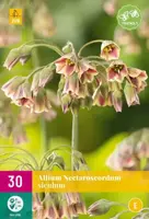 Allium (nectaroscordum) siculum 30 allium bollen - afbeelding 2