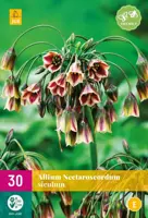 Allium (nectaroscordum) siculum 30 allium bollen - afbeelding 1