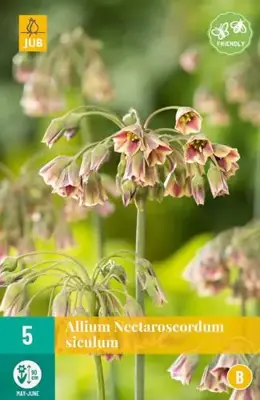 Allium Nectaroscordum siculum 5 allium bollen - afbeelding 1