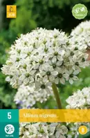 Allium nigrum 5st - afbeelding 2