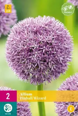 Allium pinball wizard 2st - afbeelding 2