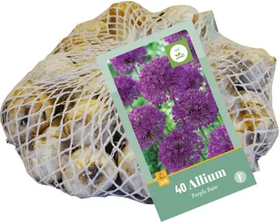 Allium Purple Rain 40 allium bollen - afbeelding 2