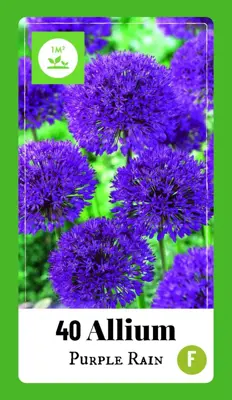 Allium Purple Rain 40 allium bollen - afbeelding 1