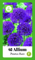 Allium Purple Rain 40 allium bollen - afbeelding 1