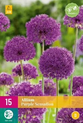 Allium Purple Sensation 15 allium bollen - afbeelding 1