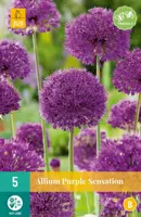 Allium Purple Sensation 5 allium bollen - afbeelding 1
