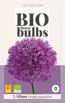 Allium Purple Sensation 5 stuks biologisch geteeld - afbeelding 2