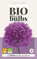 Allium Purple Sensation 5 stuks biologisch geteeld - afbeelding 2