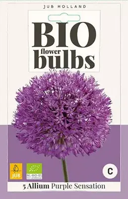 Allium Purple Sensation 5 stuks biologisch geteeld - afbeelding 1