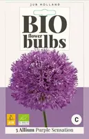 Allium Purple Sensation 5 stuks biologisch geteeld - afbeelding 1