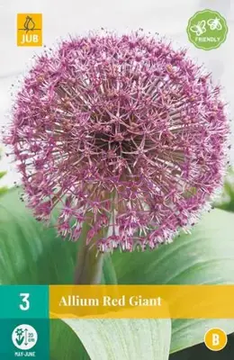 Allium red giant 3 bloembollen - afbeelding 2