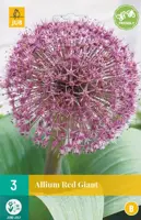 Allium red giant 3 bloembollen - afbeelding 1