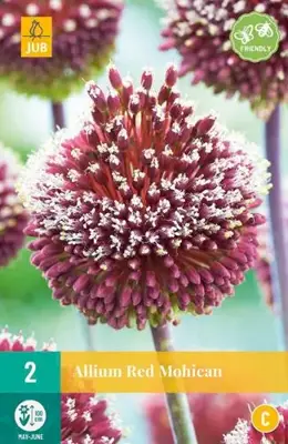 Allium Red Mohican 2 allium bollen - afbeelding 1
