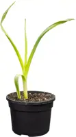 Allium sativum (Knoflook) 15cm - afbeelding 1