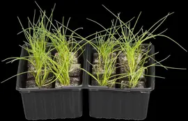 Allium schoenoprasum (Bieslook) 15cm - afbeelding 23