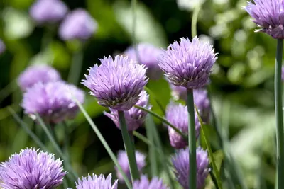 Allium schoenoprasum (Bieslook) 15cm - afbeelding 4