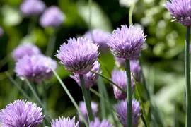 Allium schoenoprasum (Bieslook) 15cm - afbeelding 4