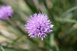 Allium schoenoprasum (Bieslook) 15cm - afbeelding 5