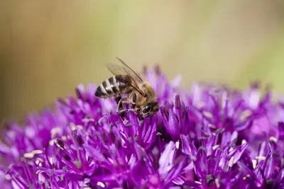 Allium schoenoprasum (Bieslook) 15cm - afbeelding 6