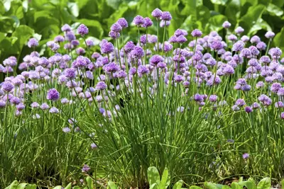 Allium schoenoprasum (Bieslook) 15cm - afbeelding 10
