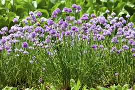 Allium schoenoprasum (Bieslook) 15cm - afbeelding 10