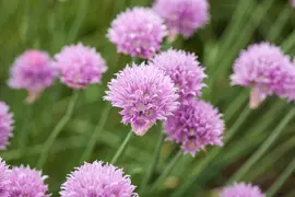 Allium schoenoprasum (Bieslook) 15cm - afbeelding 21