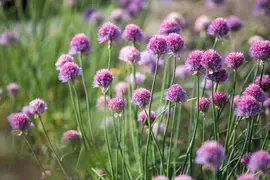 Allium schoenoprasum (Bieslook) 15cm - afbeelding 22