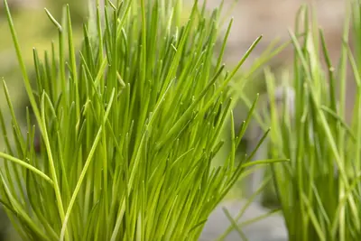 Allium schoenoprasum (Bieslook) 15cm - afbeelding 24