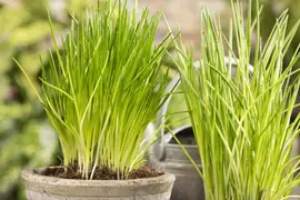 Allium schoenoprasum (Bieslook) 15cm - afbeelding 27