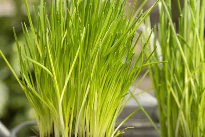 Allium schoenoprasum (Bieslook) 15cm - afbeelding 29