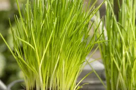 Allium schoenoprasum (Bieslook) 15cm - afbeelding 29